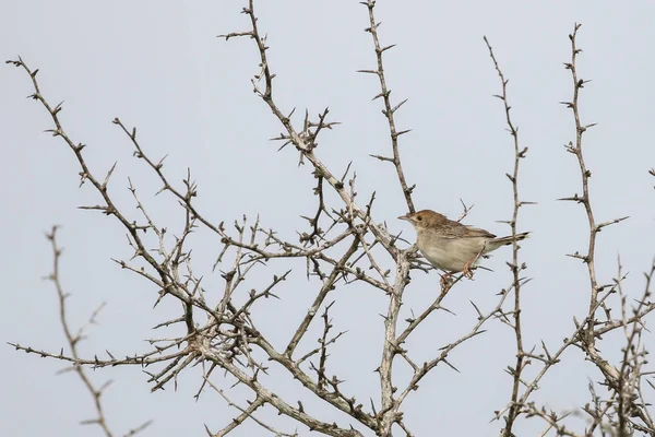 Levaillant Madarak Portréja Cisticola — Stock Fotó