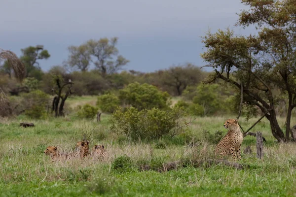 Leopardi Národním Parku Kruger Jižní Afrika — Stock fotografie