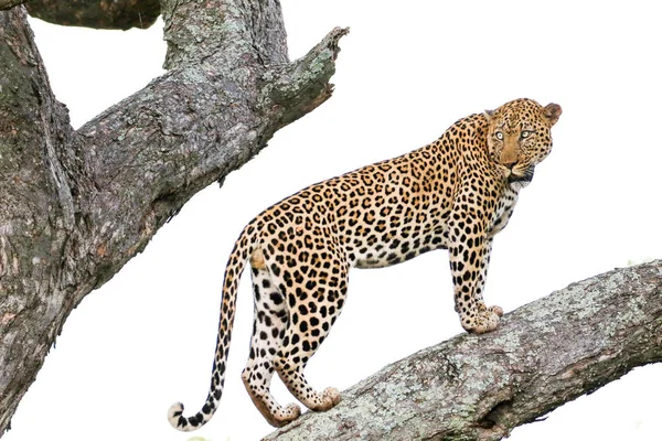 Leopard Klättring Stora Träd Med Starka Ben Kruger National Park — Stockfoto