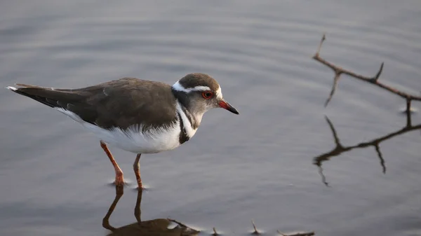 Small plover bird wading next to dam water, Kruger National Park, South Africa