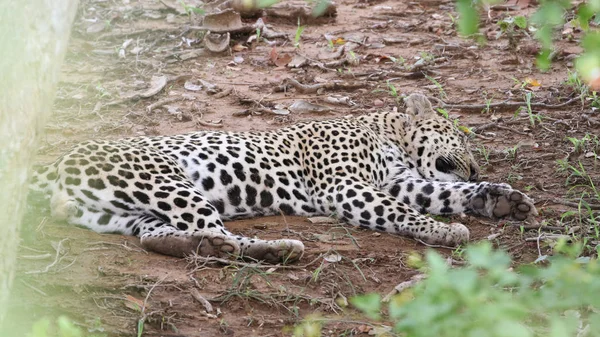 Leopard Versteckt Auf Dem Boden Liegend Kruger Nationalpark Südafrika — Stockfoto