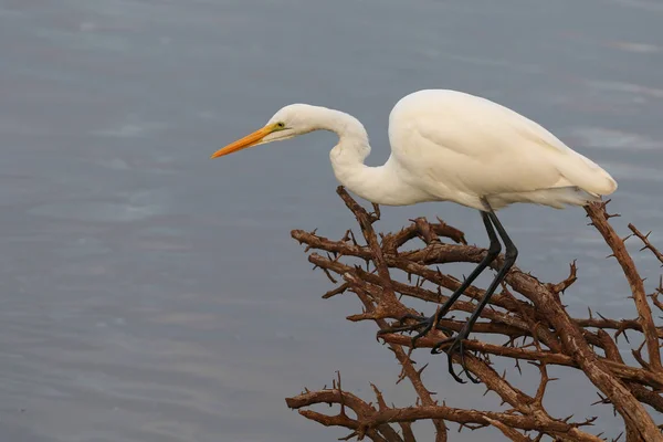 Silberreiher Jagen Fische Staudammwasser Aus Altem Dornbusch — Stockfoto