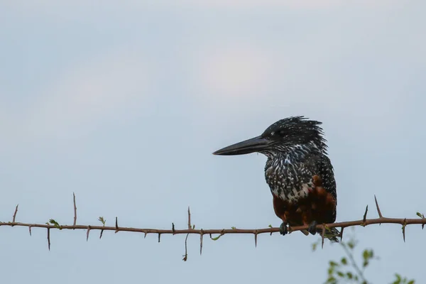 Gigante Kingfisher Empoleirado Ramificação Sobre Barragem Com Céu Fundo África — Fotografia de Stock