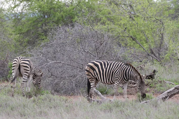 Zebre Con Strisce Bianche Nere Che Mangiano Erba Kruger National — Foto Stock