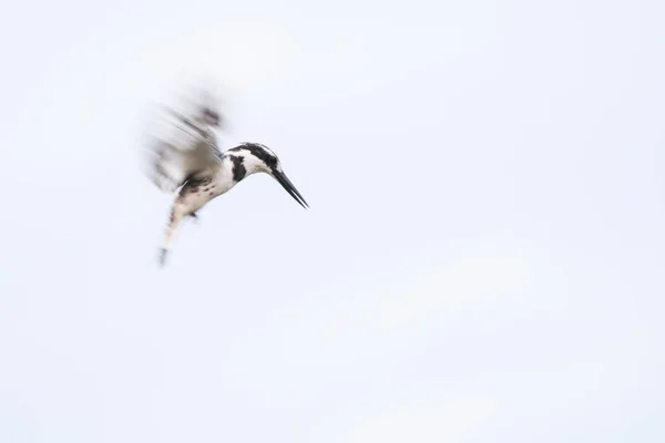 Pied Kingfisher Bird Hovering Sky Fast Wings While Looking Fish — Fotografia de Stock