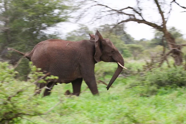 Angry African elephant running and charging in bush, Kruger National Park