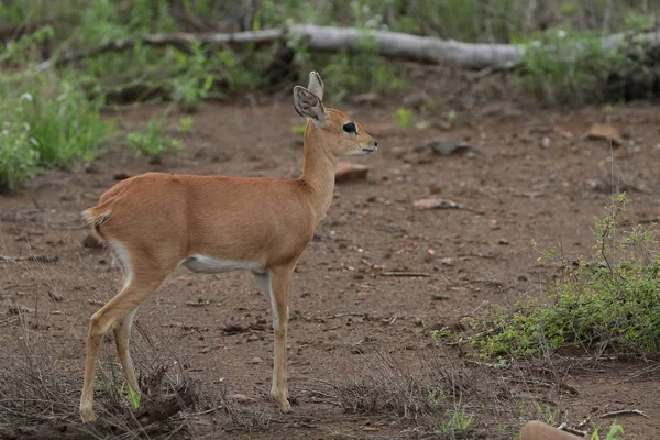 Petite Antilope Duiker Avec Grandes Oreilles Dans Champ Herbeux Parc — Photo