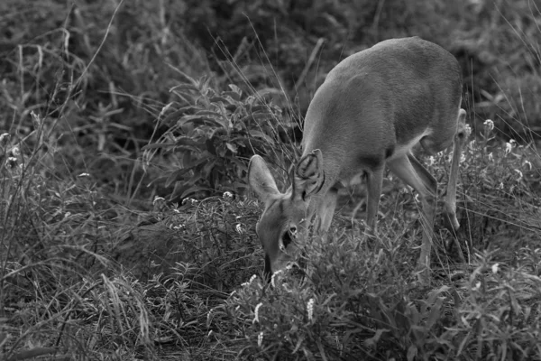 Kleine Duiker Antilope Mit Großen Ohren Grasfeld Kruger Nationalpark — Stockfoto