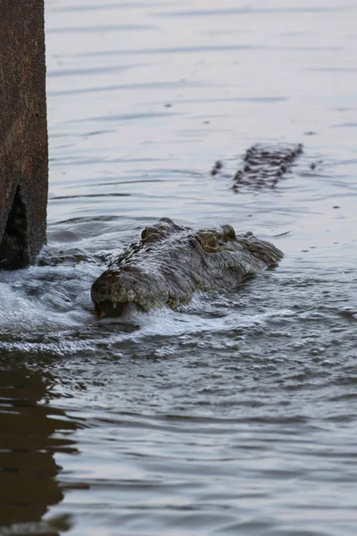 Krokodýl Nilský Lov Ryb Říční Vodě Krugerův Národní Park Jihoafrická — Stock fotografie