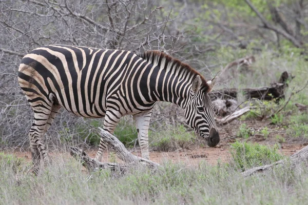 Zebra Met Zwarte Witte Strepen Eten Van Gras Kruger National — Stockfoto