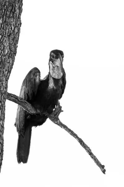 野生の鳥の接近を背景に — ストック写真