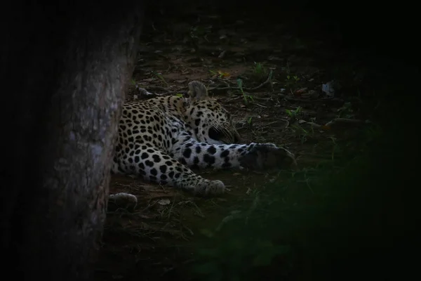 Leopard lying hidden on ground, Kruger National Park, South Africa