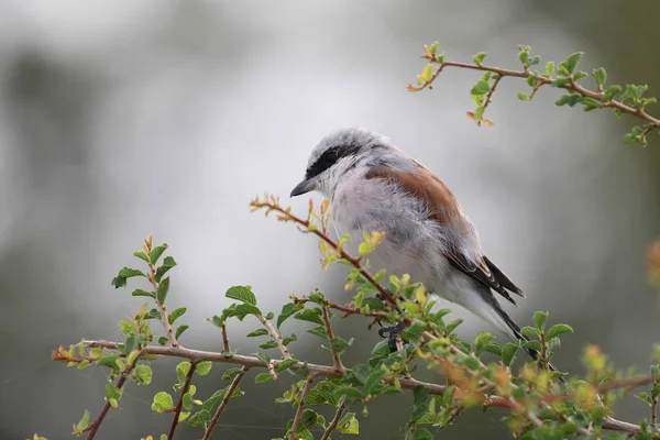 Pie Grièche Tête Grise Assise Sur Une Mince Branche Buisson — Photo