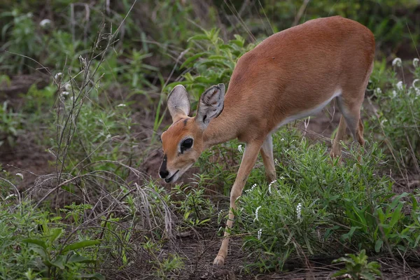 Pequeno Antílope Duiker Com Orelhas Grandes Campo Gramado Parque Nacional — Fotografia de Stock