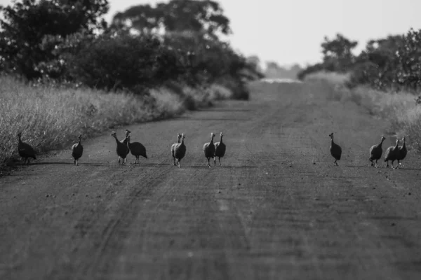 Sisakos Gyöngytyúkok Családja Kavicsos Úton Kruger Nemzeti Park — Stock Fotó