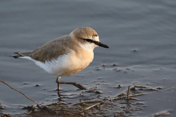 Pequeño Pájaro Chorlito Vadeando Junto Agua Presa Parque Nacional Kruger —  Fotos de Stock