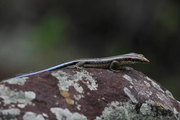 Blue Tailed Flat Lizard Lichen Covered Rock Dark Green Background — Fotografia de Stock