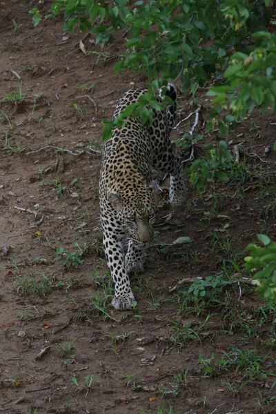 Leopardo Caminando Terreno Arenoso Parque Nacional Kruger Sudáfrica — Foto de Stock