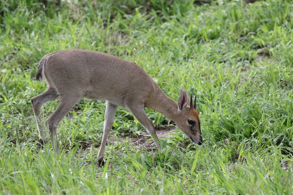 Nemzeti Park Kis Antilop — Stock Fotó