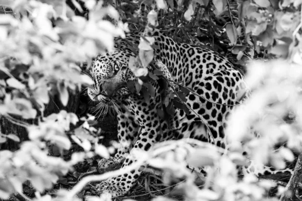 Leopard Lying Hidden Ground Kruger National Park South Africa — Stock Photo, Image