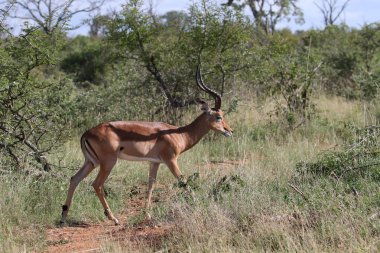 Kruger National Park içinde yürüyüş Impala ram
