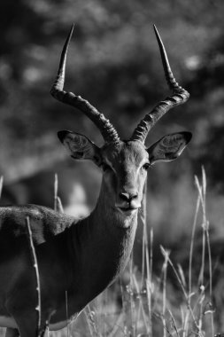 Kruger National Park içinde yürüyüş Impala ram