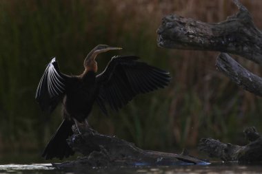 Afrika Pasifik'ten oğlan kuş kanatları kapalı su sallayarak yüzdükten sonra Güney Afrika