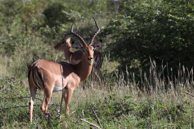 Kruger National Park içinde yürüyüş Impala ram