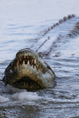 Nil timsahı avcılık balık Nehri su, Kruger National Park, Güney Afrika 