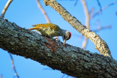 Altın kuyruklu ağaçkakan kuş mavi gökyüzü arka plan, Güney Afrika ile bir ağaç dalı yiyecek arıyor