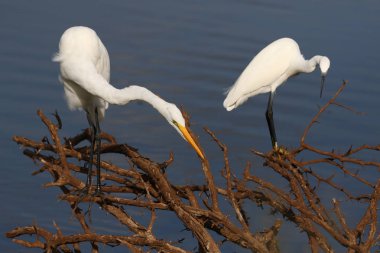 Büyük sorguçlar Barajı su balık için eski diken bush tarafından avcılık