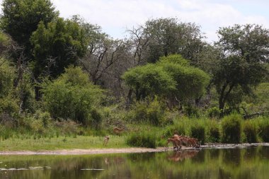 İmpala antiloplarının aile sürüsü baraj suyunun yanında koşuyor, Kruger Ulusal Parkı, Güney Afrika