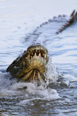 Nil timsahı avcılık balık Nehri su, Kruger National Park, Güney Afrika 