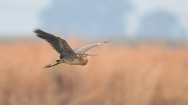 Haliç üzerinde Güney Afrika açık kanatlı uçan mor balıkçıl kuş
