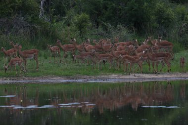 İmpala antiloplarının aile sürüsü baraj suyunun yanında koşuyor, Kruger Ulusal Parkı, Güney Afrika