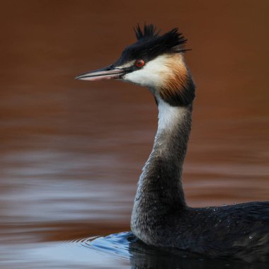 Yansıma, Güney Afrika ile sakin su üzerinde yüzen büyük tepeli batağan kuş