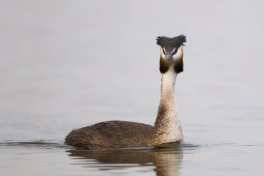 Yansıma, Güney Afrika ile sakin su üzerinde yüzen büyük tepeli batağan kuş