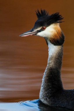 Yansıma, Güney Afrika ile sakin su üzerinde yüzen büyük tepeli batağan kuş