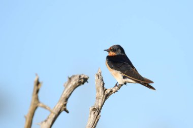 Ölü ağaç dalı üzerinde oturan kırlangıç kuş, Kruger Milli Parkı