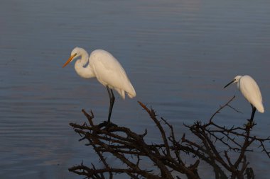 Büyük ak balıkçıl avı balık Barajı Su için eski diken bush yüzünden