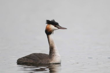 Yansıma, Güney Afrika ile sakin su üzerinde yüzen büyük tepeli batağan kuş