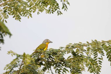 Gri başlı bush-örümcek ağacında yemek, Kruger National Park, Güney Afrika