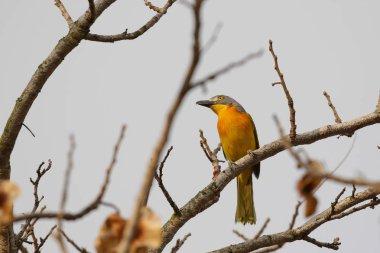 Gri başlı bush-örümcek ağacında yemek, Kruger National Park, Güney Afrika