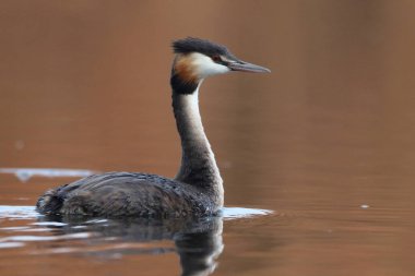 Yansıma, Güney Afrika ile sakin su üzerinde yüzen büyük tepeli batağan kuş