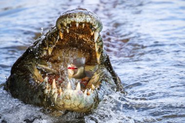 Nil timsahı avcılık balık Nehri su, Kruger National Park, Güney Afrika 