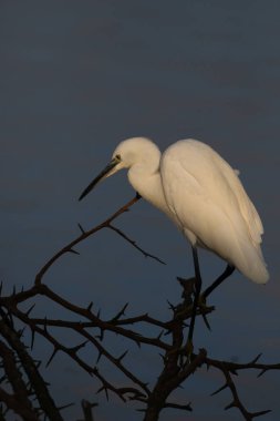Büyük ak balıkçıl avı balık Barajı Su için eski diken bush yüzünden