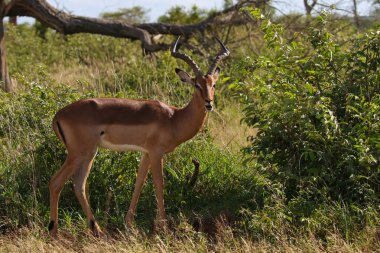 Kruger National Park içinde yürüyüş Impala ram