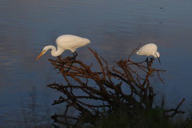 Büyük sorguçlar Barajı su balık için eski diken bush tarafından avcılık