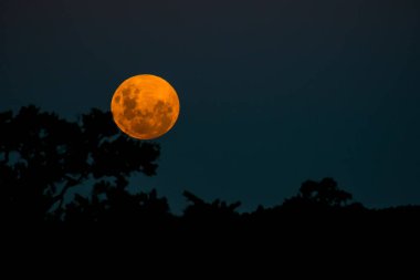 Dolunay geceleri, Kruger National Park, Güney Afrika ağacı siluetleri ile ufukta geliyor