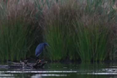 Sarı ayaklı kara balıkçıl, Güney Afrika 'daki baraj suyunda kütüğün üzerinde duruyor. 